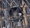 Sunon 36mm PF36281BX-000U-S99 12V 9.6W 3Wire Cooling Fan 36x28mm